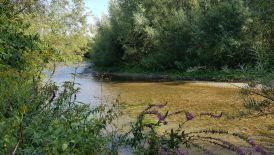 Flussumgestaltung bei Paderborn-Sande - Renaturierung der Lippe